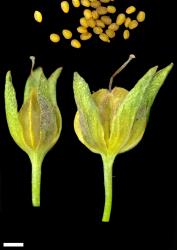 Veronica anagallis-aquatica. Capsule and seeds. Scale = 1 mm.
 Image: P.J. Garnock-Jones © P.J. Garnock-Jones CC-BY-NC 3.0 NZ